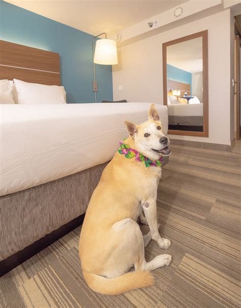 is comfort inn pet friendly|does quality inn allow pets.